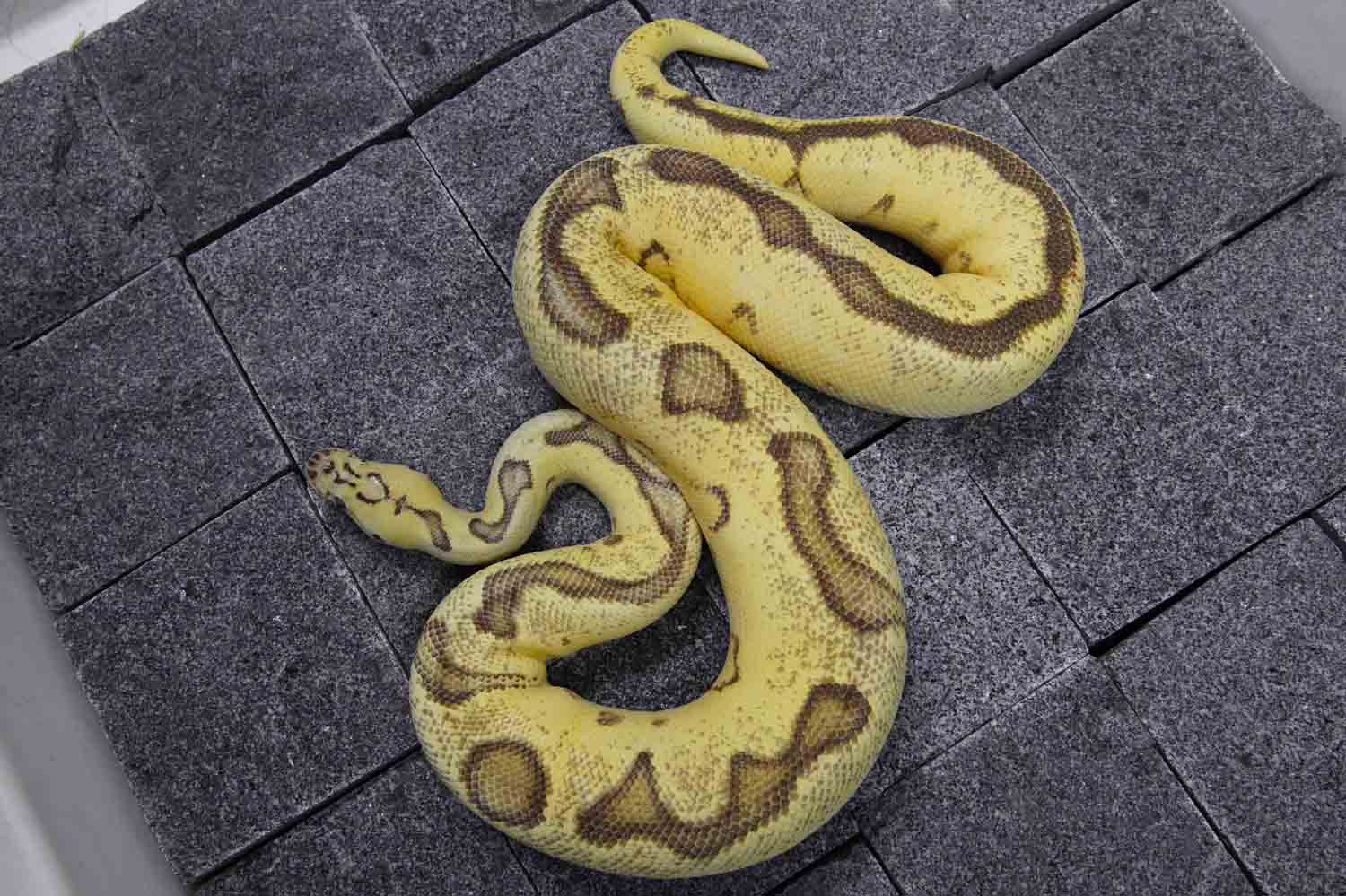 Enchi Fire Pastel Clown 100 Het Pied REALITY BALL PYTHON
