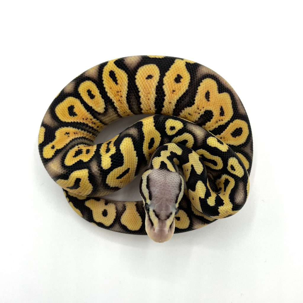 GHI Pastel Desert Ghost REALITY BALL PYTHON