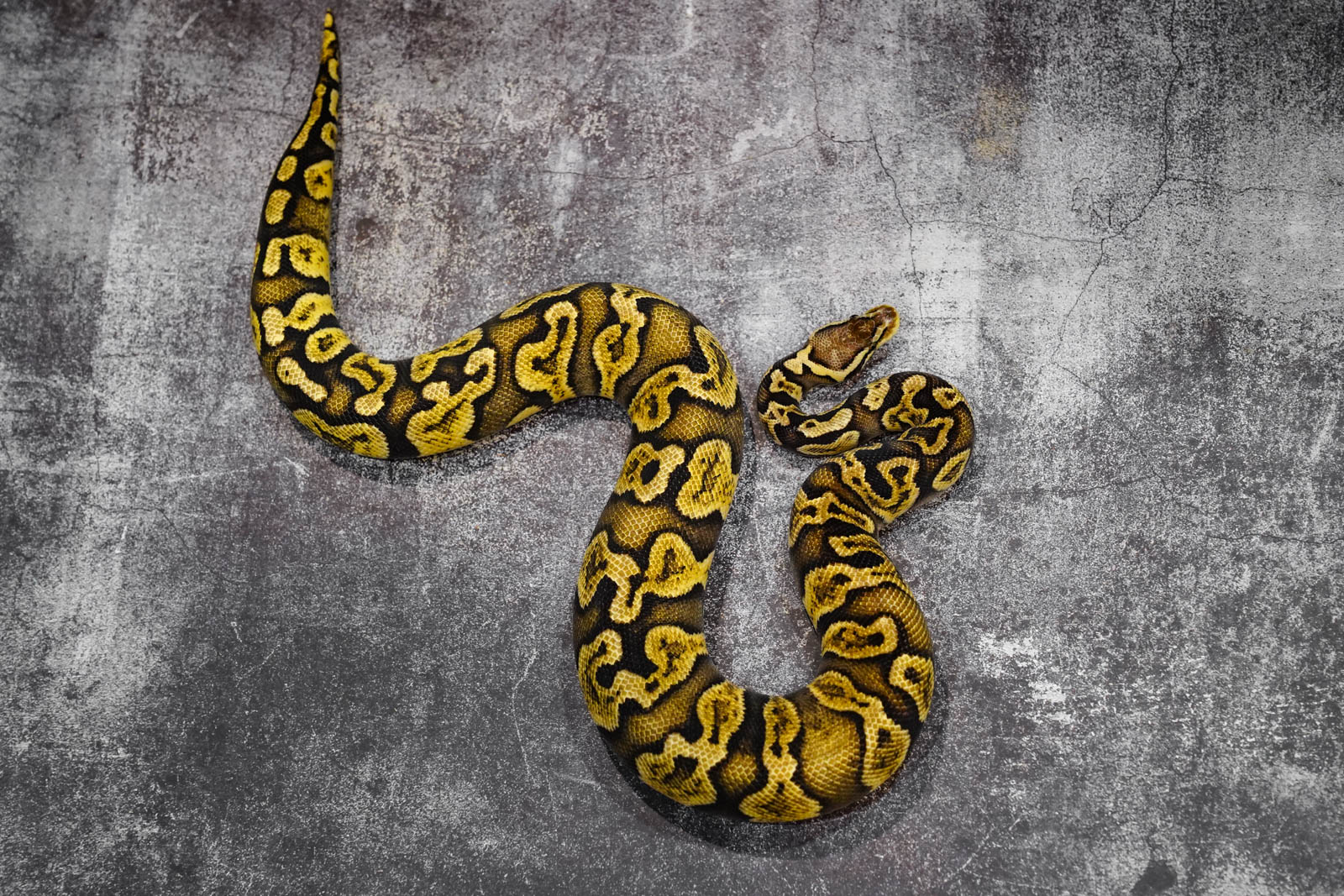 GHI Pastel 100 DH Desert Ghost Pied REALITY BALL PYTHON