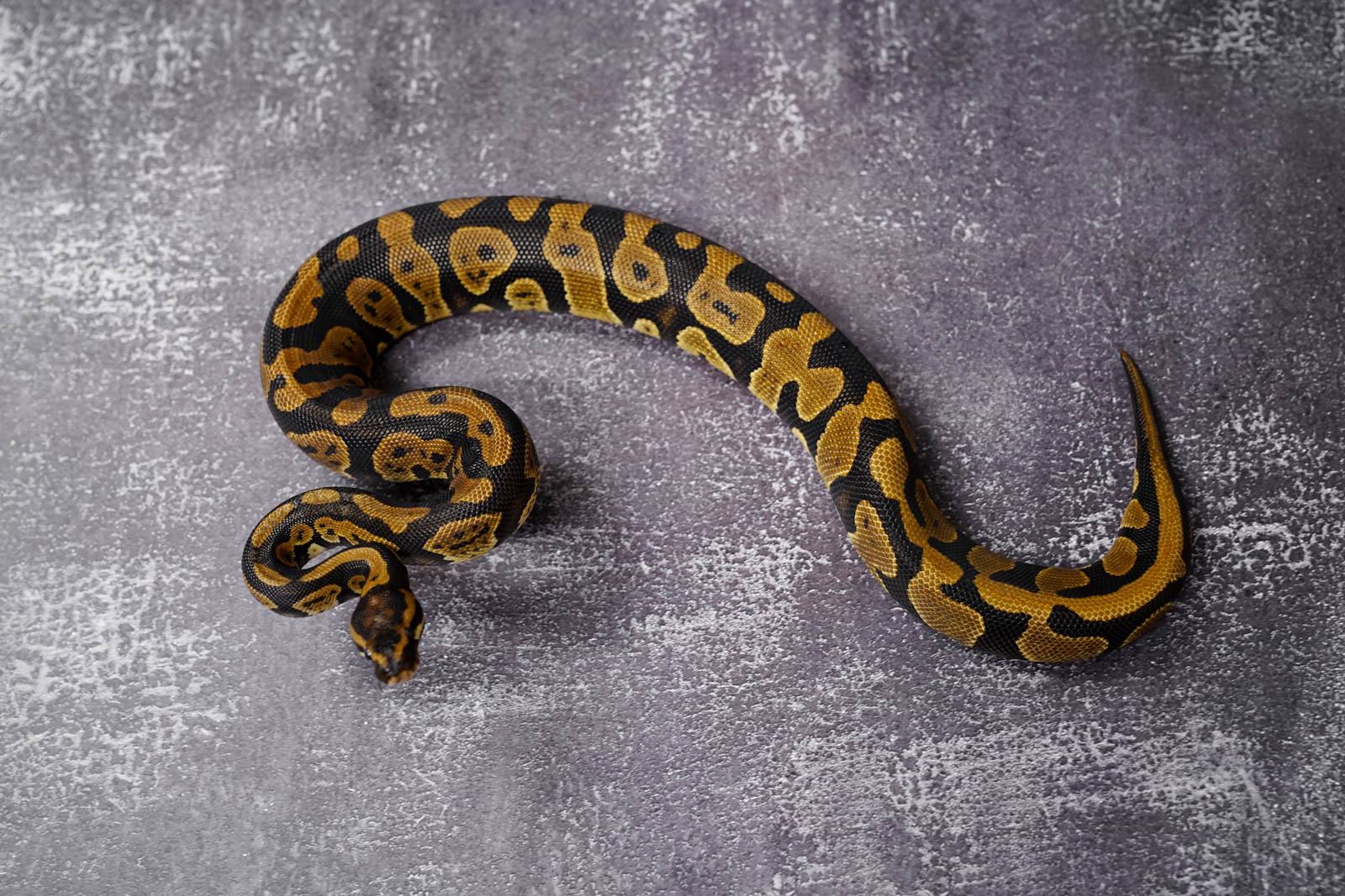 Confusion 100 Het Lavender REALITY BALL PYTHON