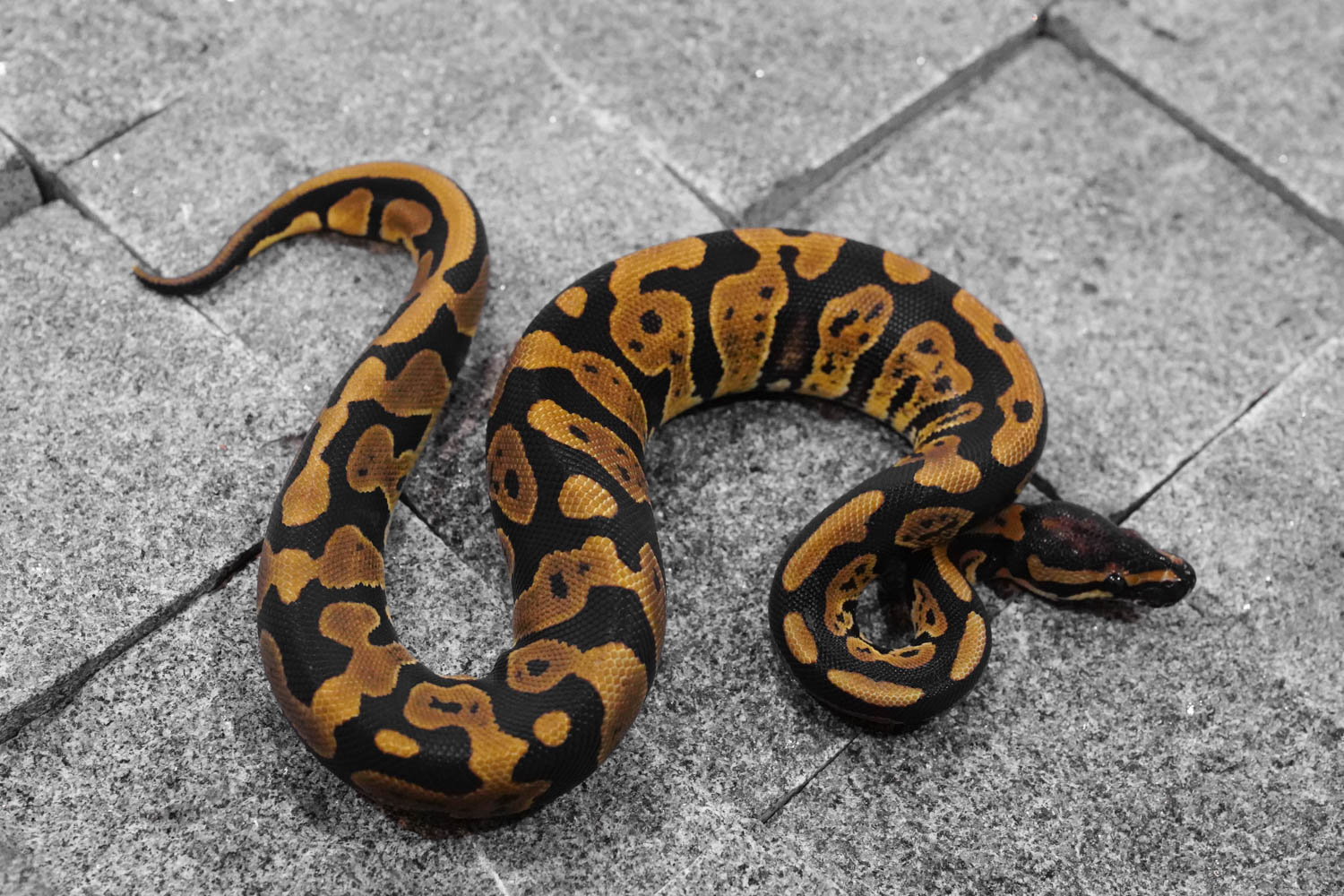 Confusion 100 Het Lavender REALITY BALL PYTHON