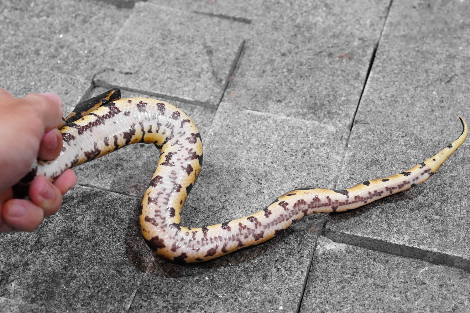 Confusion 100 Het Lavender REALITY BALL PYTHON