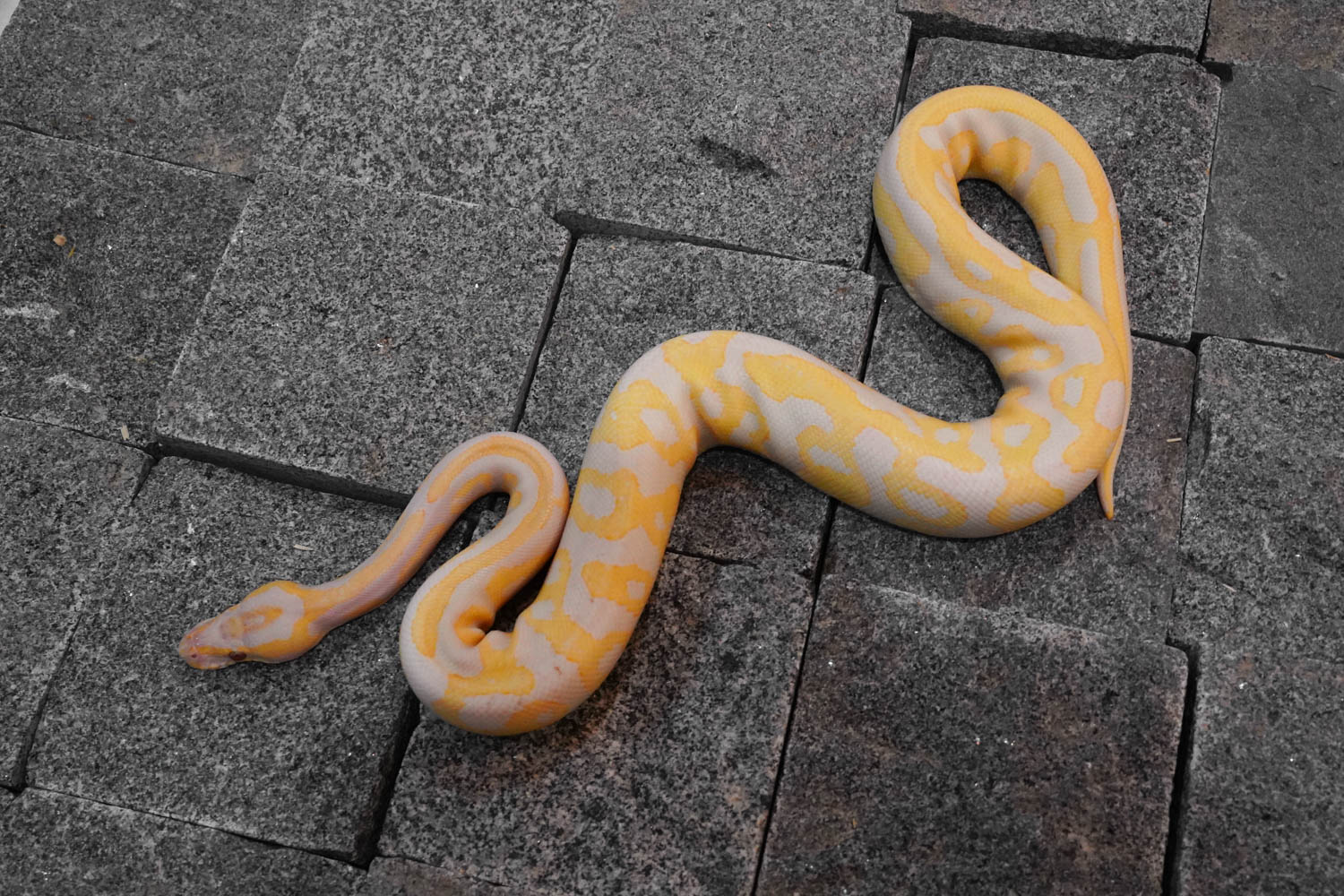 Leopard Lavender REALITY BALL PYTHON