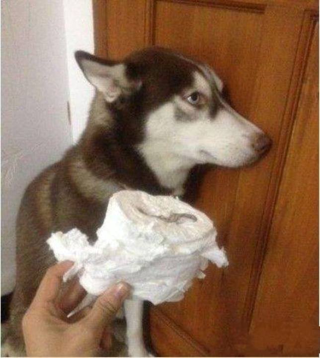 12 of the Best Guilty Dog Mug Pictures REALITYPOD