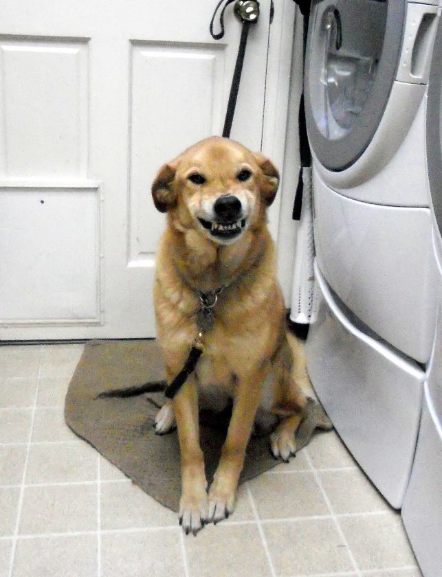12 of the Best Guilty Dog Mug Pictures REALITYPOD