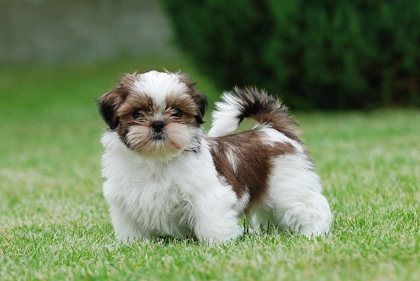 10 Small Dog Breeds That Are Perfect For Indoor Pets REALITYPOD