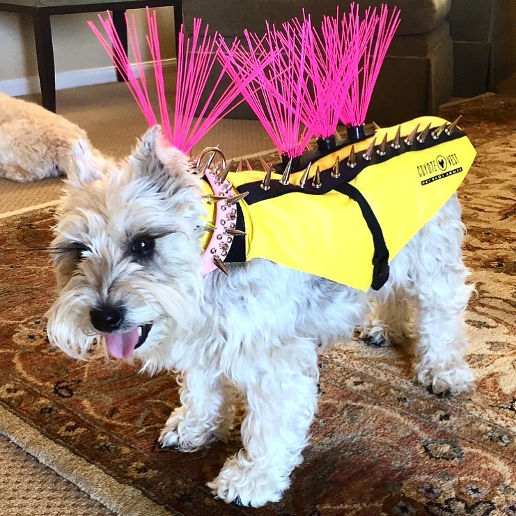 This Rocking Vest Could Protect Your Dog From Menacing Coyotes REALITYPOD