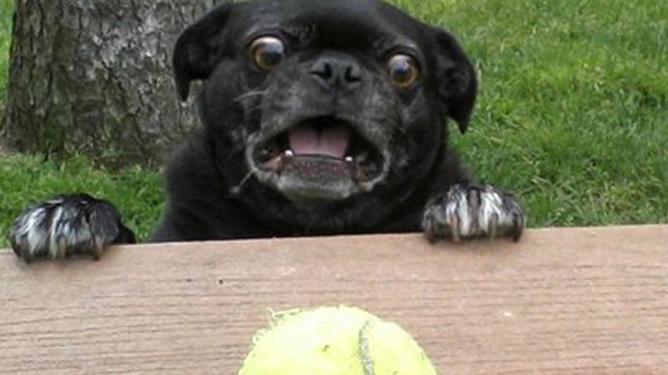 10 Ways To Prank Your Dog On April Fool's Day REALITYPOD Part 5