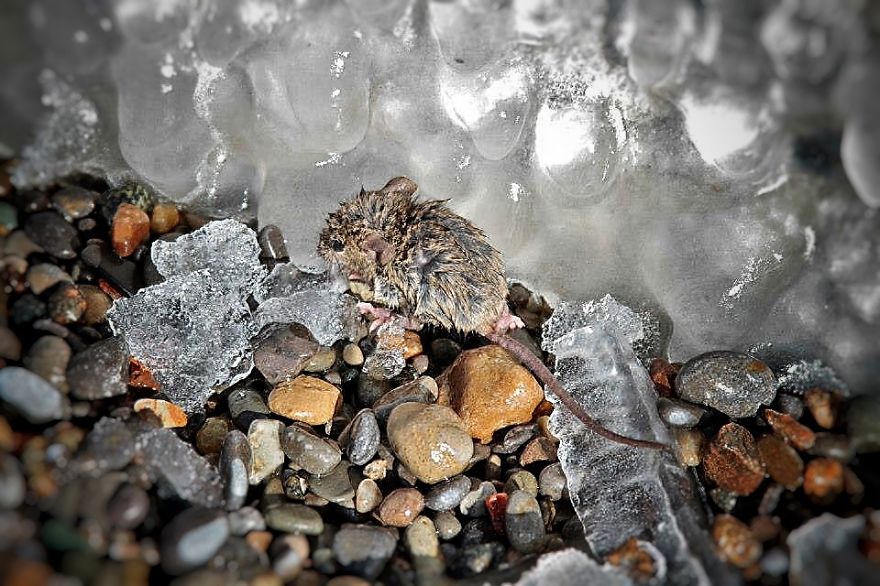 This Story Of A Mouse Drowning In Cold Water Is Just Moving