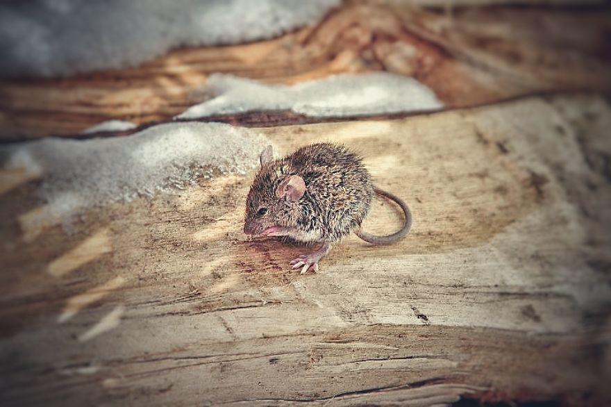 This Story Of A Mouse Drowning In Cold Water Is Just Moving