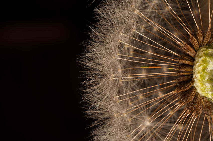 Unobstructed Secret of the Golden Flower Reality Sandwich