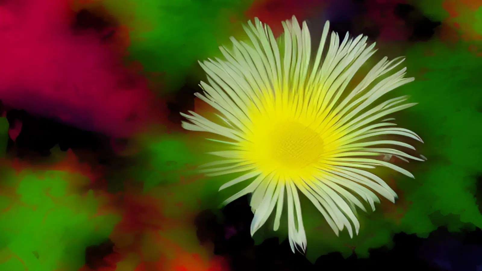 Kanna Guide Effects, Benefits, and Dosage Reality Sandwich