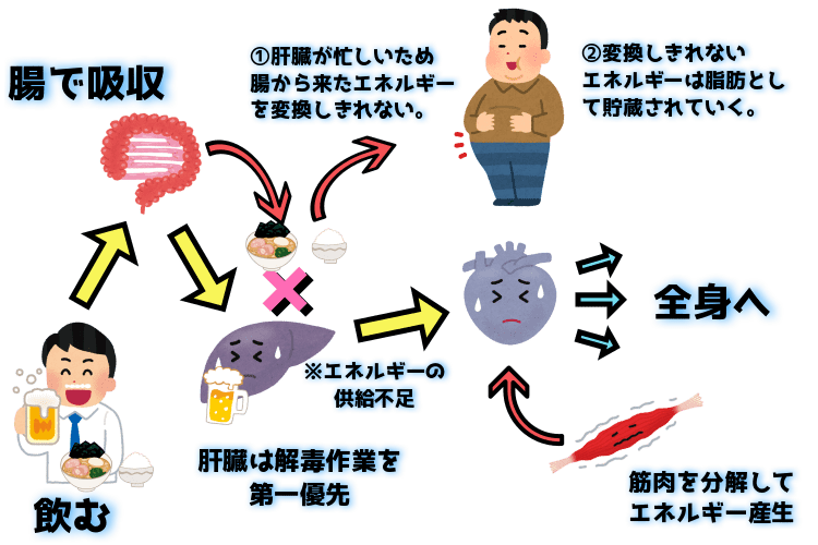 アルコールと筋肉の関係