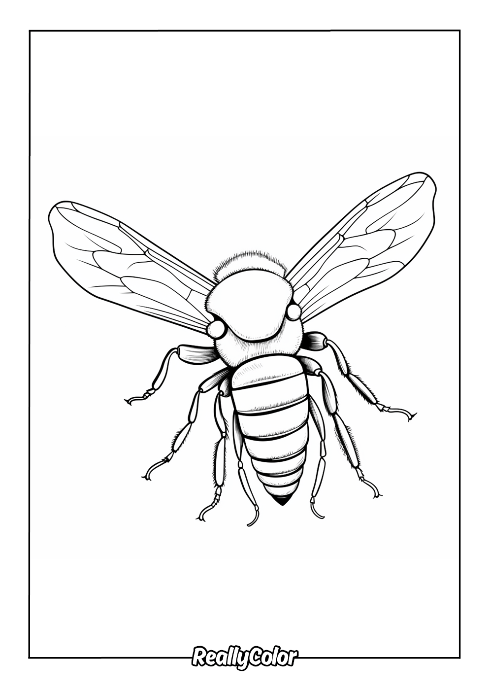 Realistic Bee Colouring