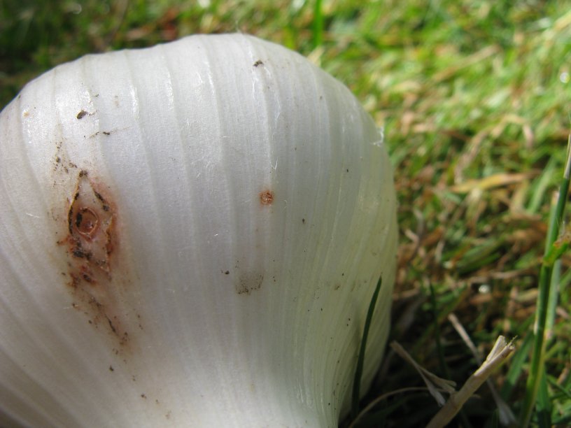 Garlic with rust spot and insect damage Iambic Cafe