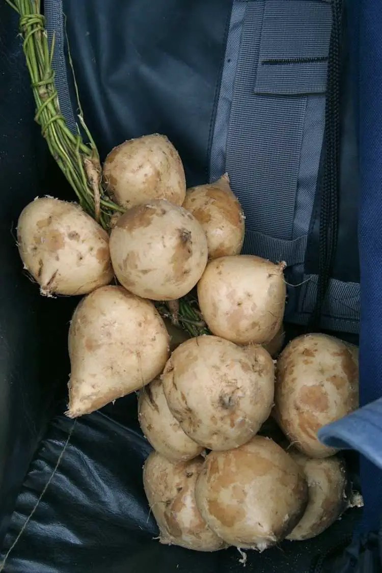 4 Vegetables That Start With J (Best List)