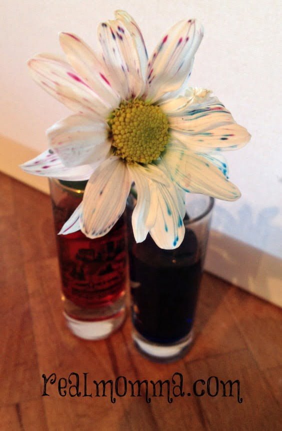 Color A Daisy DIY Craft Experiment Real Momma