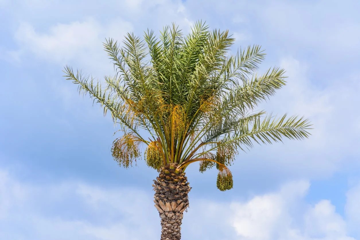 How to Fertilize Palm Trees Real and Origin