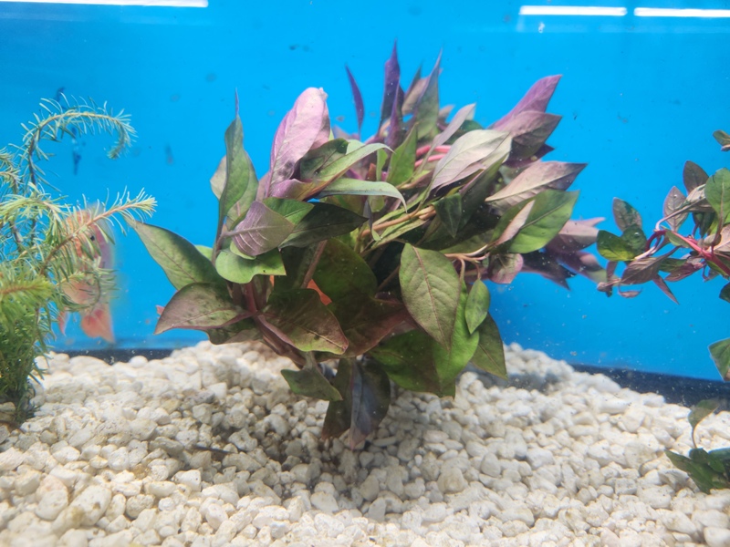 Cherry Hedge Bunch Plant Reg Real Pets Corp