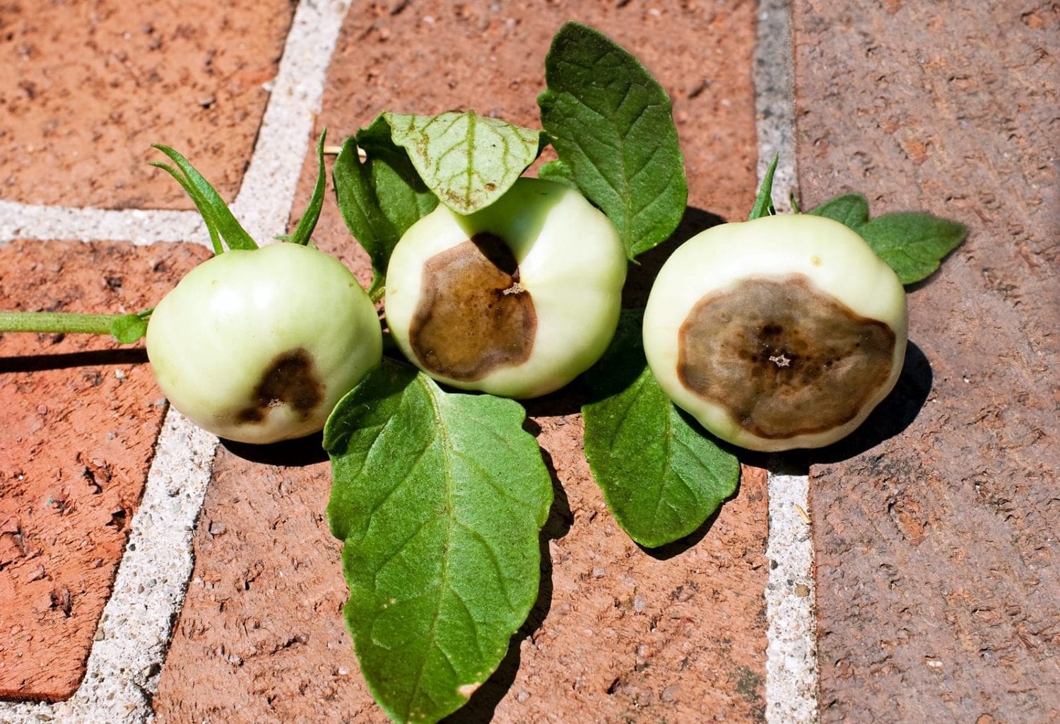 Plant Problems Blossom End Rot Real SelfSufficiency
