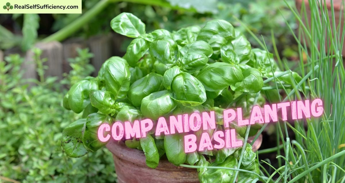 20+ Companion Planting Basil ShamonAmelia