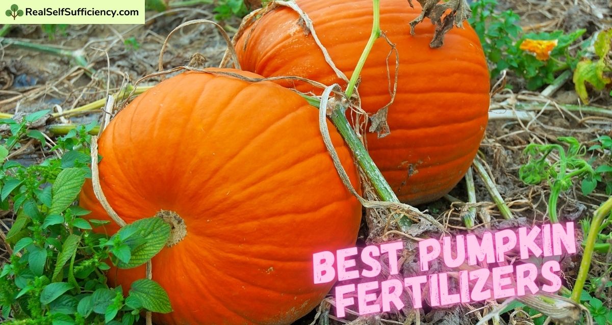 Best Pumpkin Fertilizers How to Fertilize Pumpkins Organically