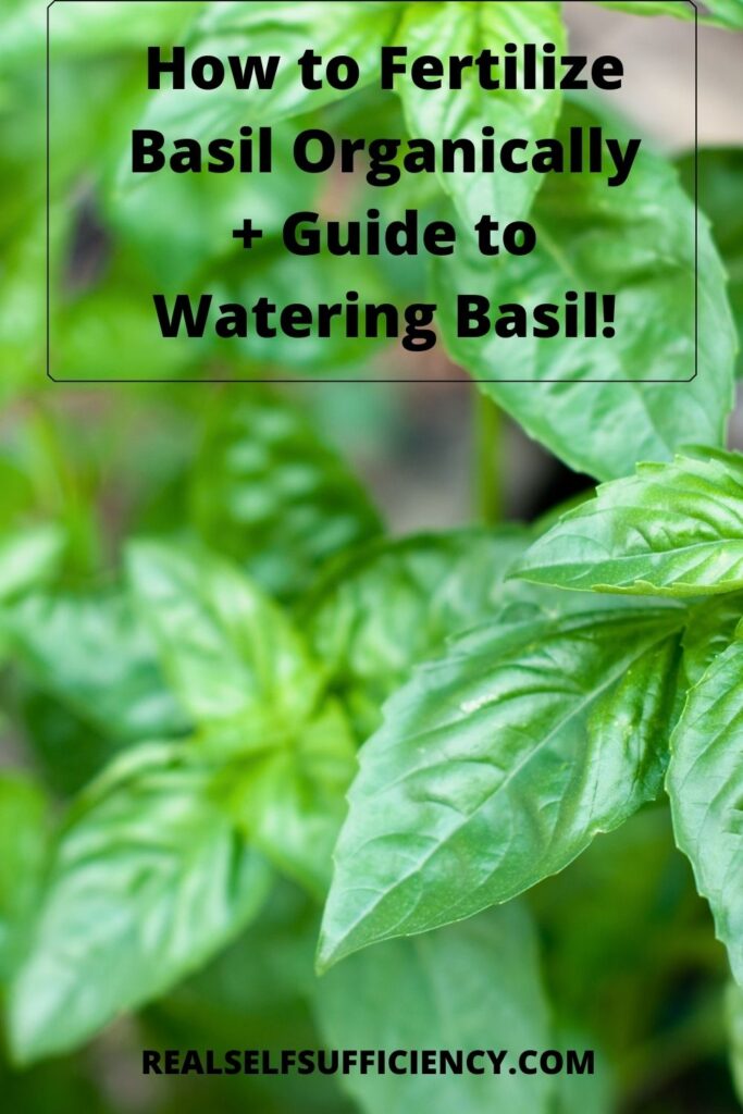 How to Fertilize Basil Organically + Guide to Watering Basil!