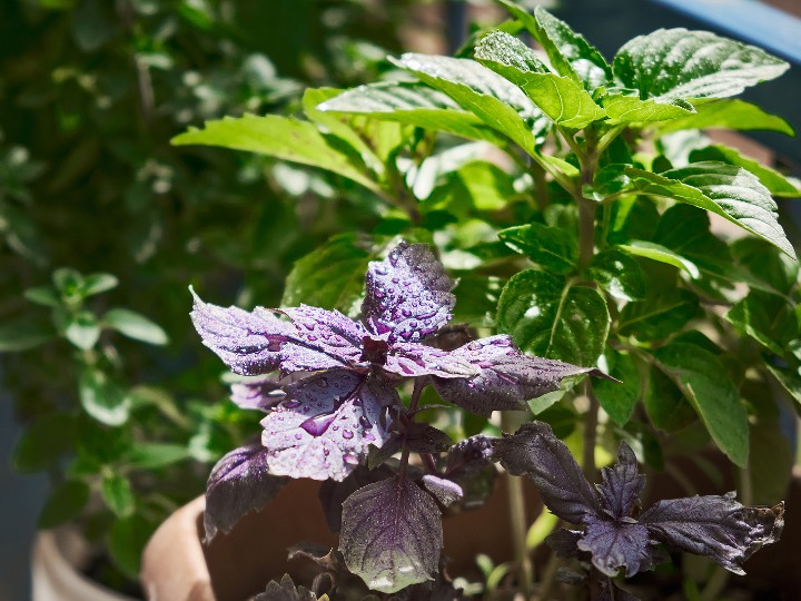 How to Fertilize Basil Organically + Guide to Watering Basil!