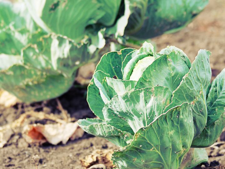 Why Are My Cabbage Leaves Turning Yellow?