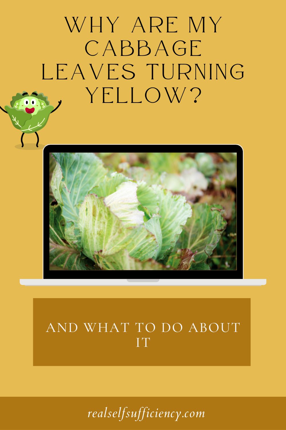 Why Are My Cabbage Leaves Turning Yellow?