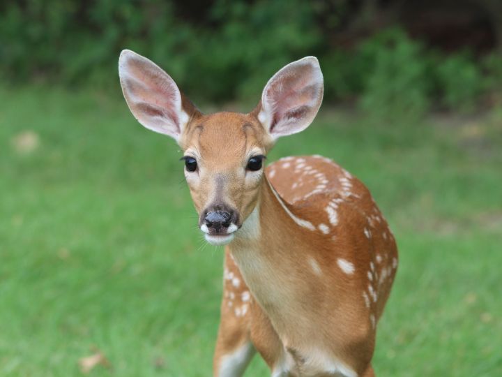 Do Deer Eat Sunflowers? Answers and Simple Solutions