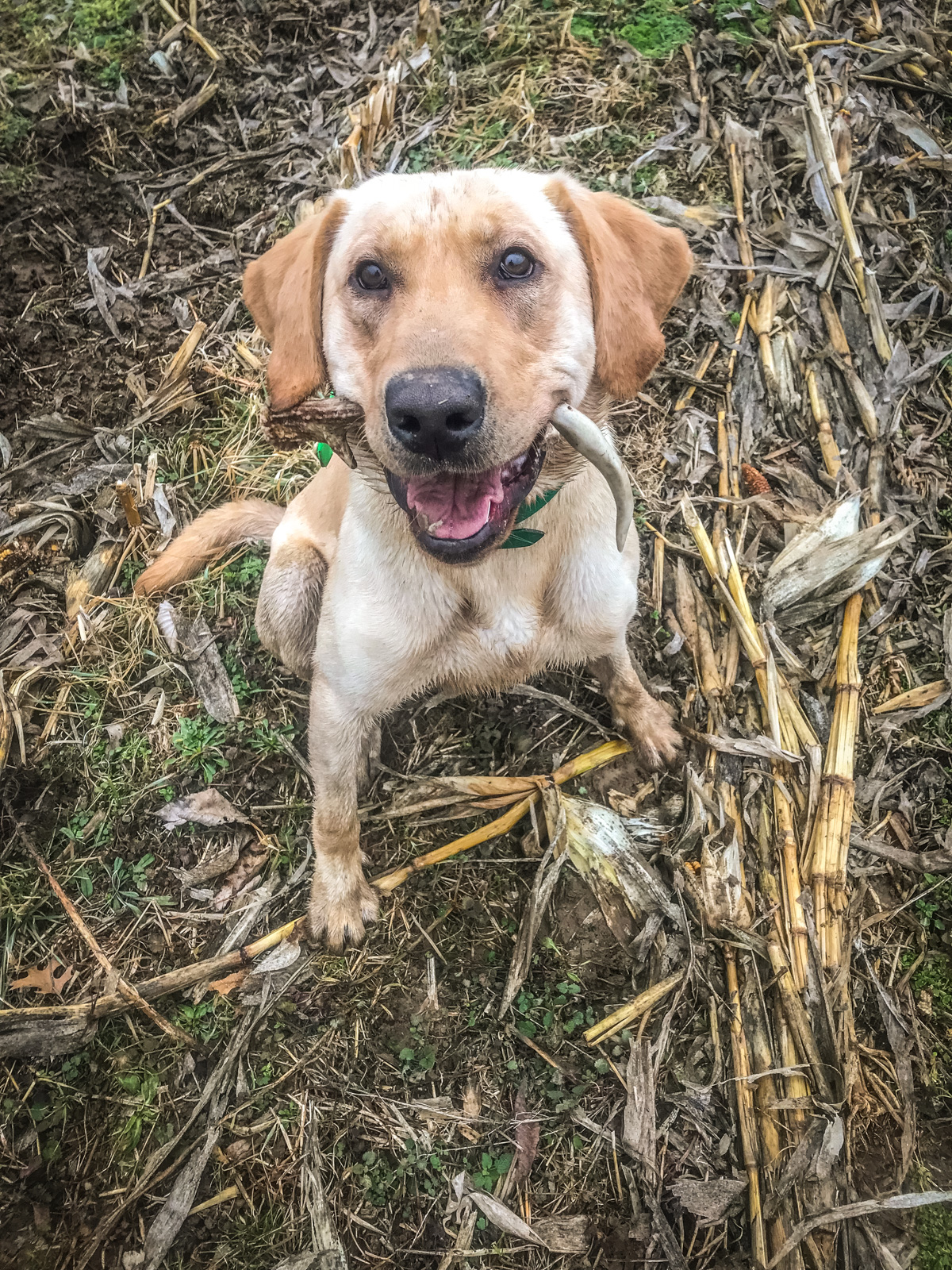 How to Train a Shed Hunting Dog Realtree Store