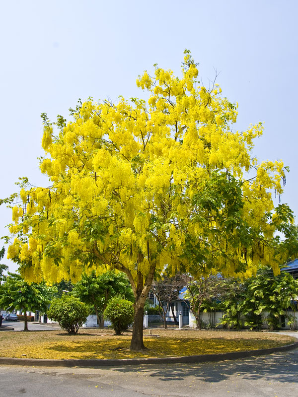 Golden Shower Tree (cassia fistula) Real Tropicals