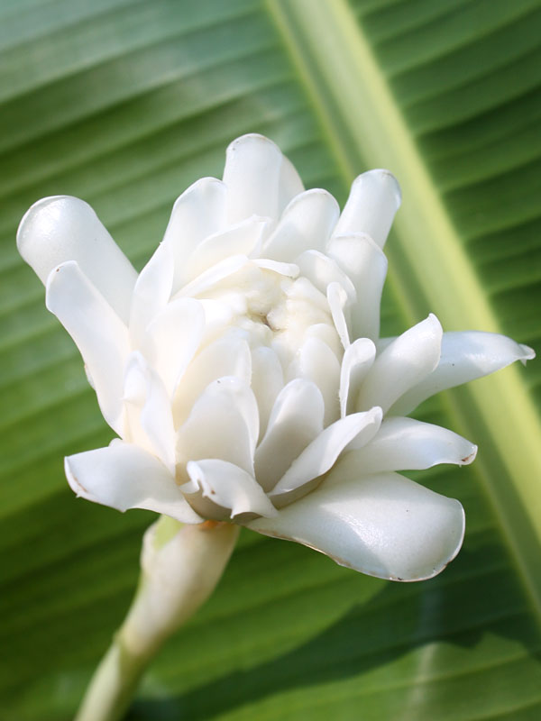 XL White Torch Ginger Plant (etlingera elatior) Real Tropicals