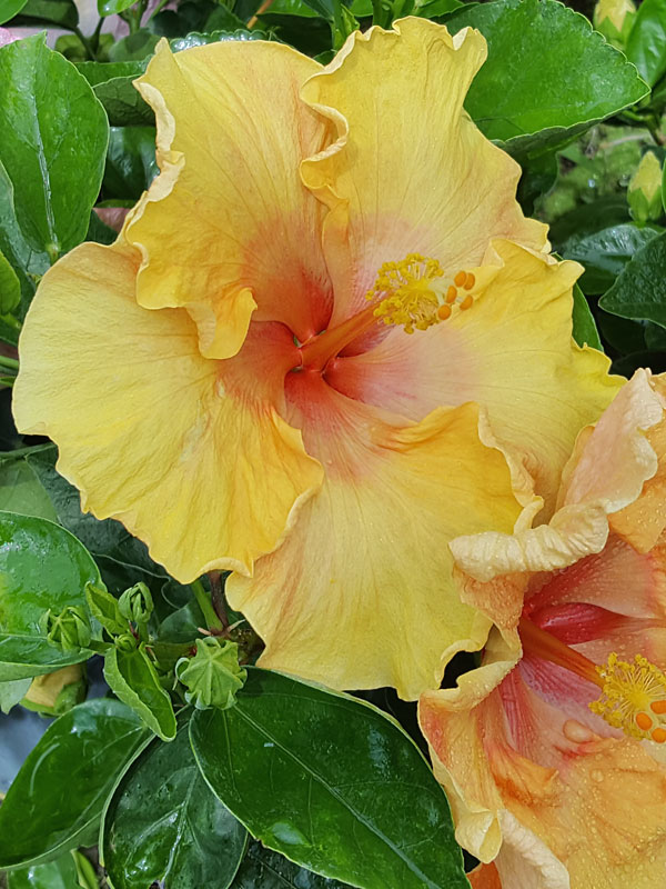 Hibiscus Sunshine (h.rosasinensis) Real Tropicals