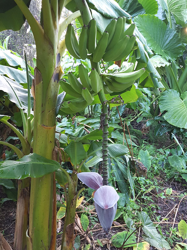 XL Wild Florida Swamp Banana Tree (musa heirloom) Real Tropicals