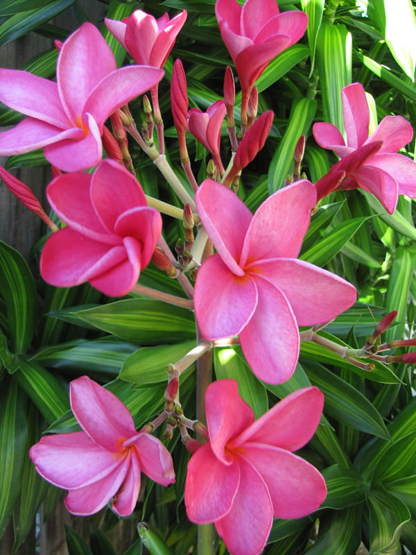 Red Hawaii Plumeria Plant (hawaiian frangipani) Real Tropicals