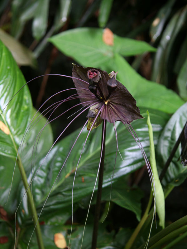 Black Bat Flower Plant (tacca chantrieri) Real Tropicals