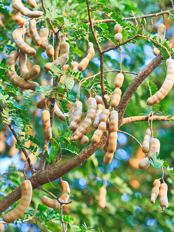 Sweet Tamarind Tree (tamarindus indica) Real Tropicals