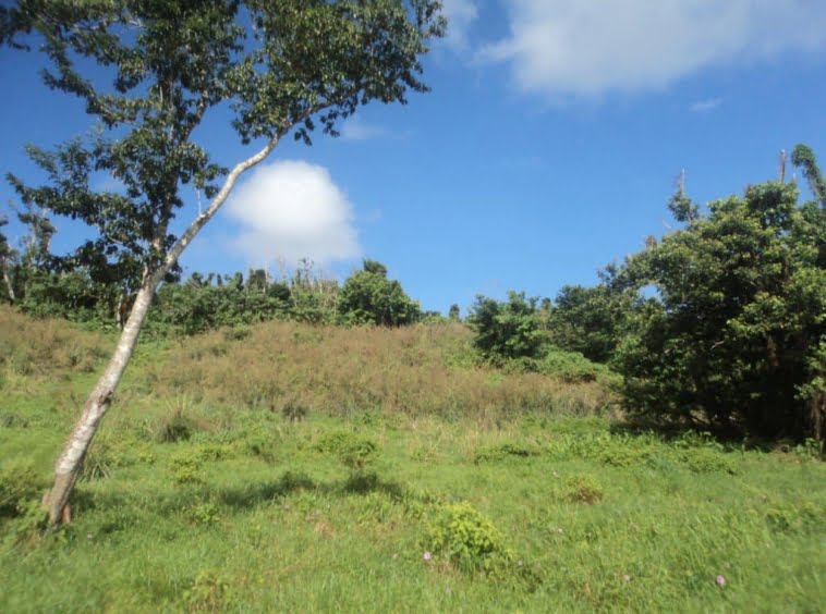 Land for Sale on East Coast Dominica, Investment and Business Opportunity