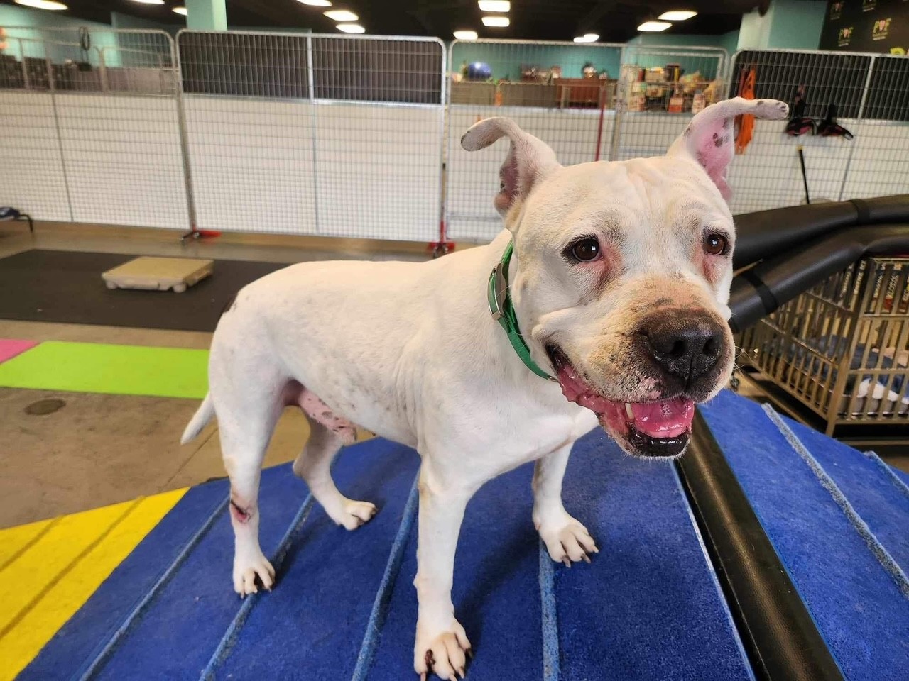 Pawtastic Friends Offers Life Changing & Life Saving Enrichment Center Built Exclusively for