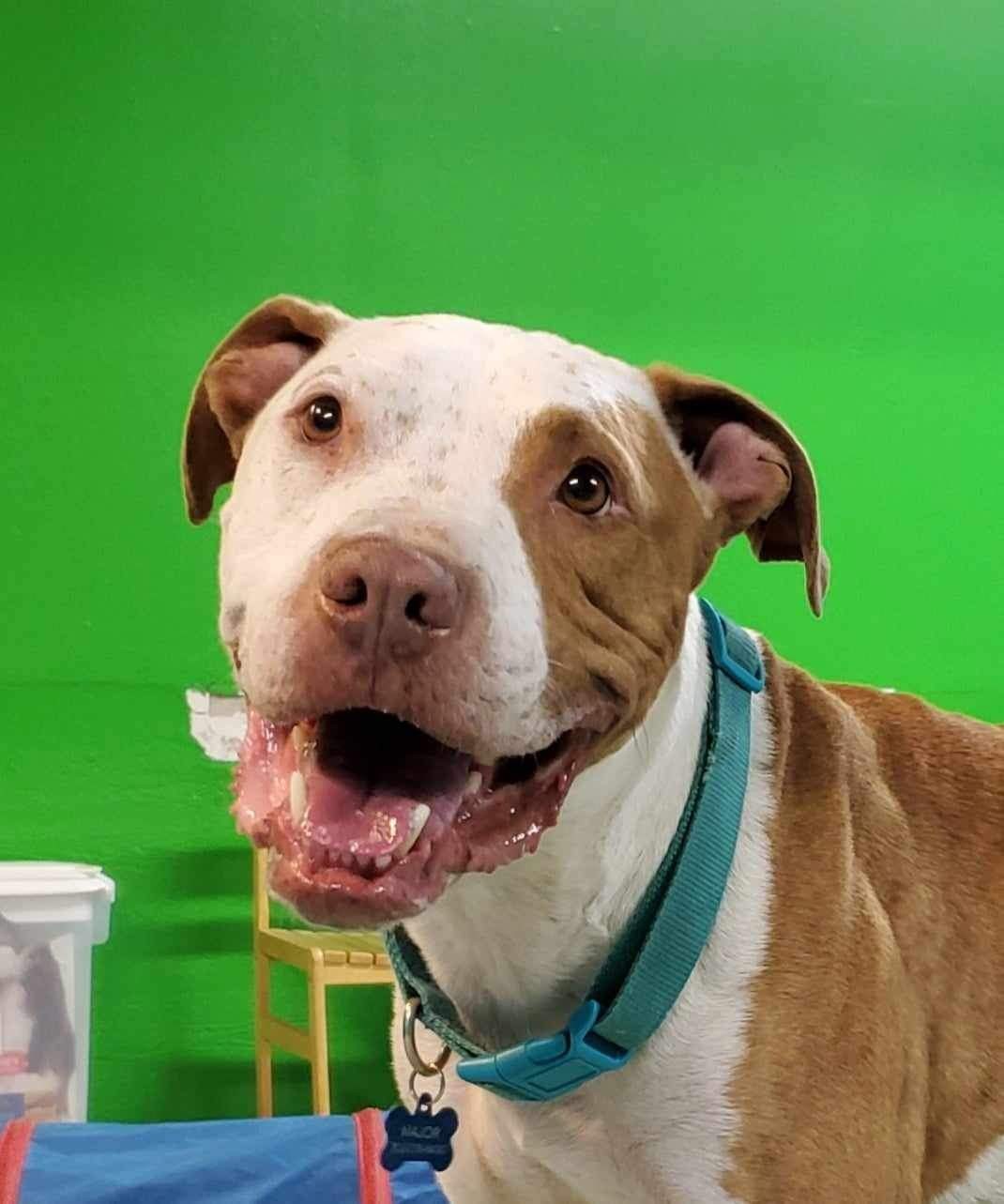 Pawtastic Friends Offers Life Changing & Life Saving Enrichment Center Built Exclusively for