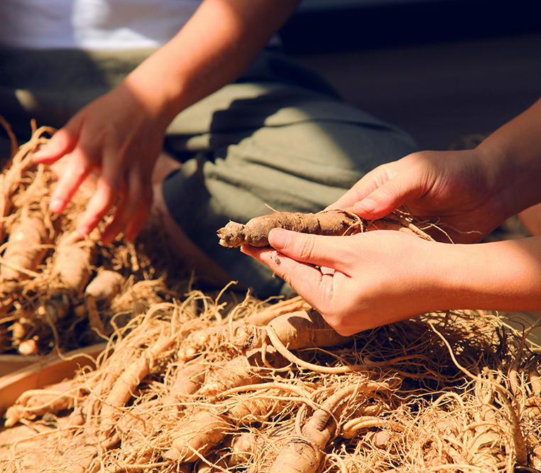 The History of Ginseng Ginseng Board of Wisconsin