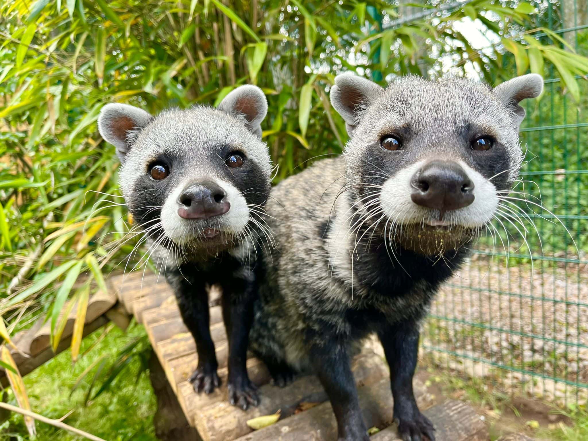 African Civet Reaseheath Zoo