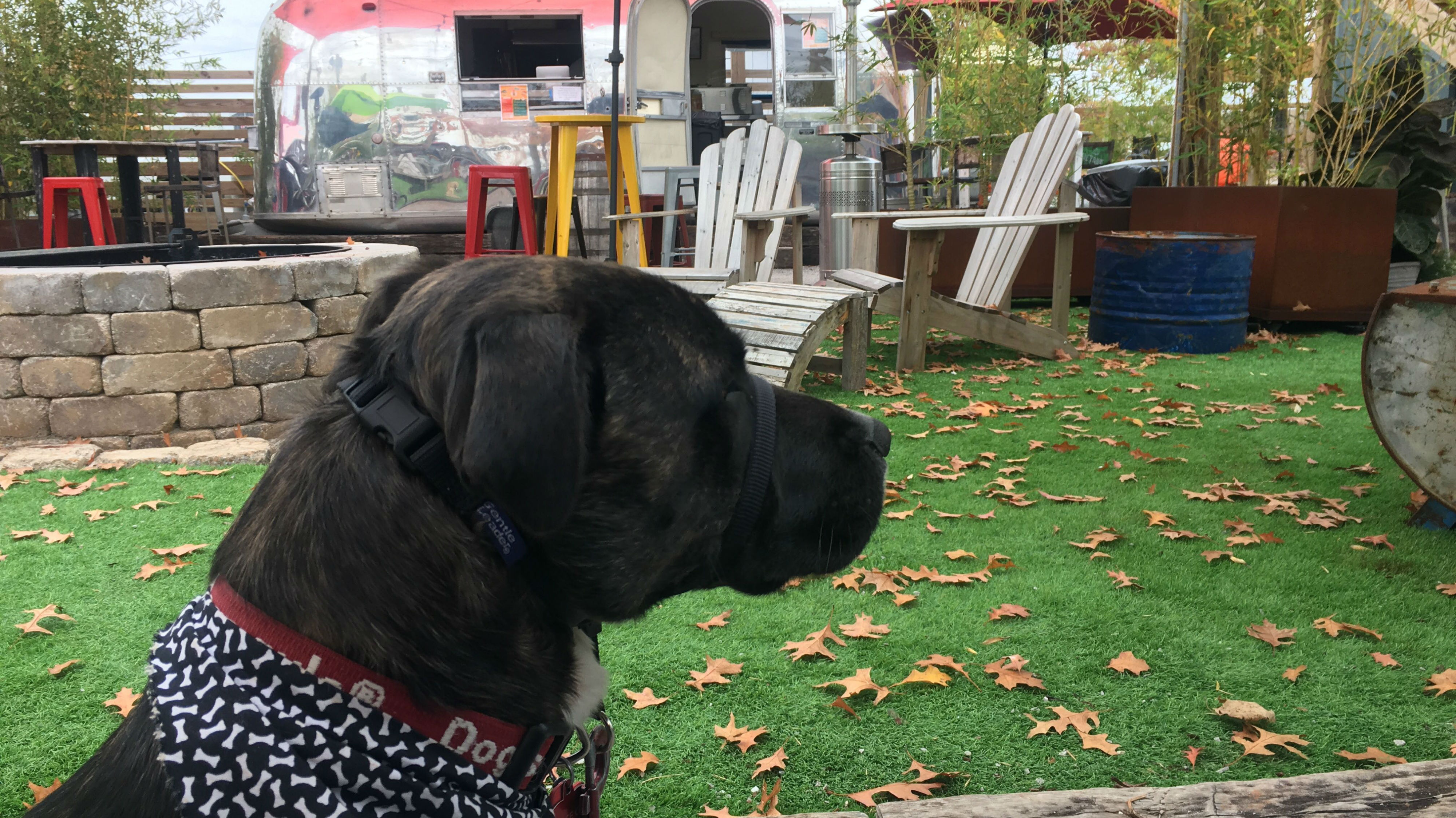 How Can I Calm My Dog Down With Anxiety