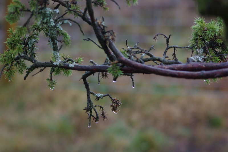 Dripping Tree Reasons to go North