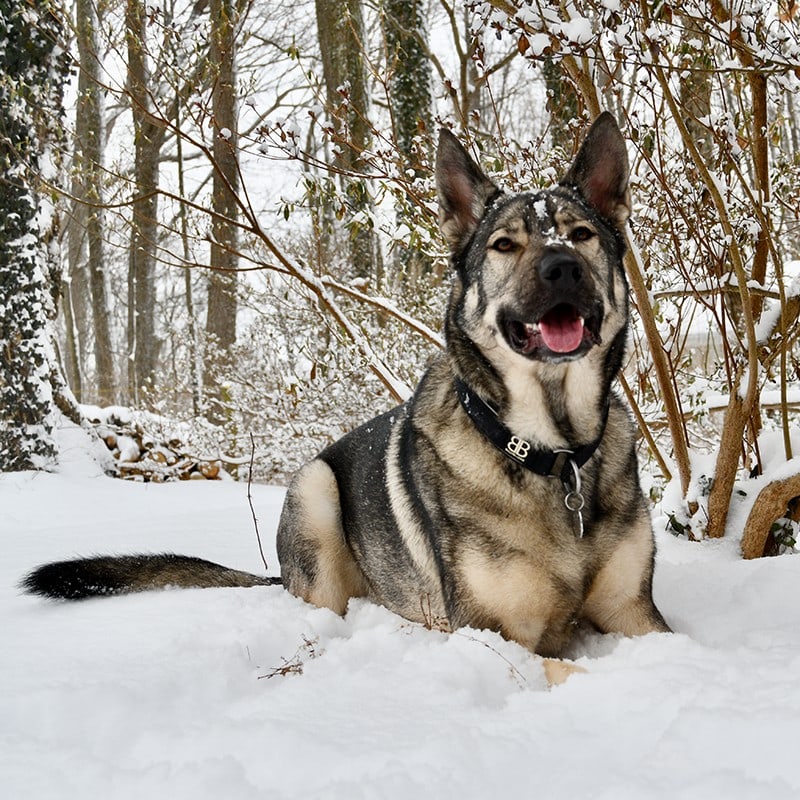 Bully Billows Ramsey Range The Big Dog Test! Rebarkable
