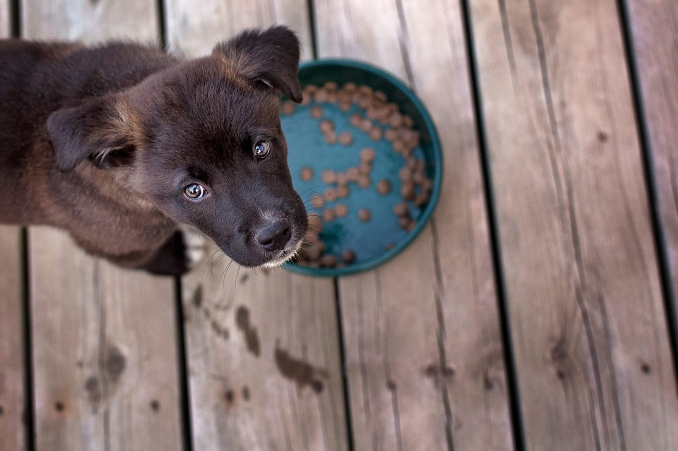 8 Easy Ways To Encourage Your Puppy To Eat Their Food Rebarkable