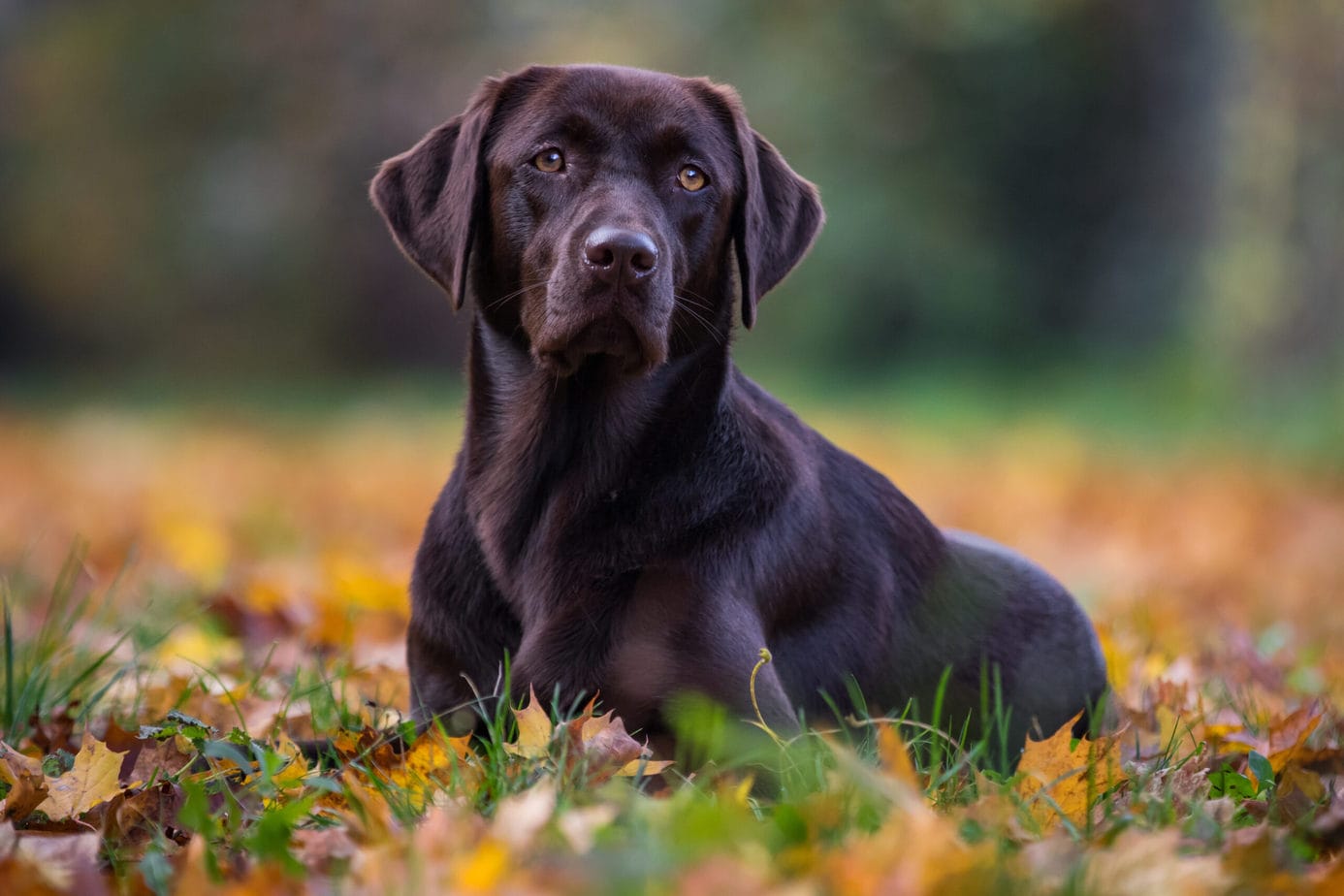 When Should I Spay Or Neuter My Labrador Retriever? Rebarkable