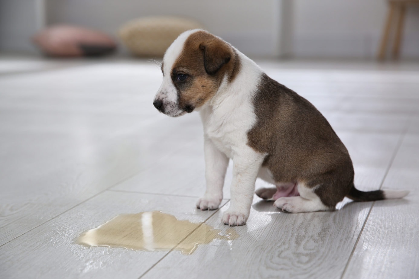 Puppy Toilet Training Do's & Don'ts 15 Quick Tips To Help Your Puppy